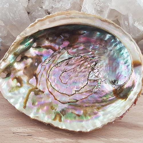 Abalone Shell